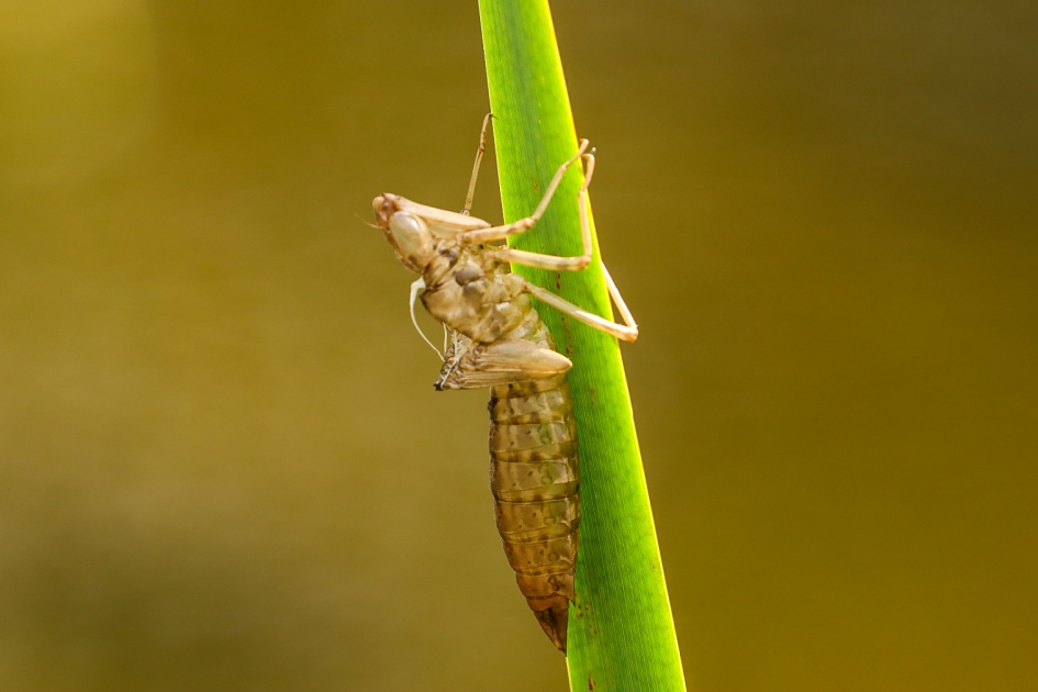 Grote keizerlibel, larve - Geleedpotigen - Grote keizerlibel