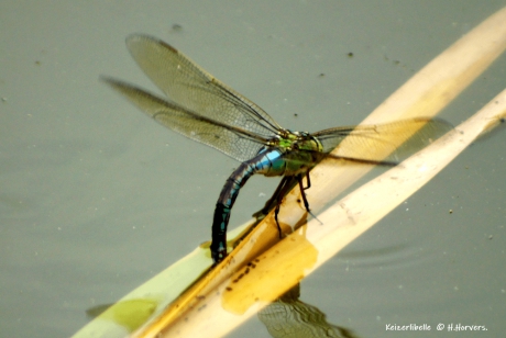 Grote Keizerlibelle.