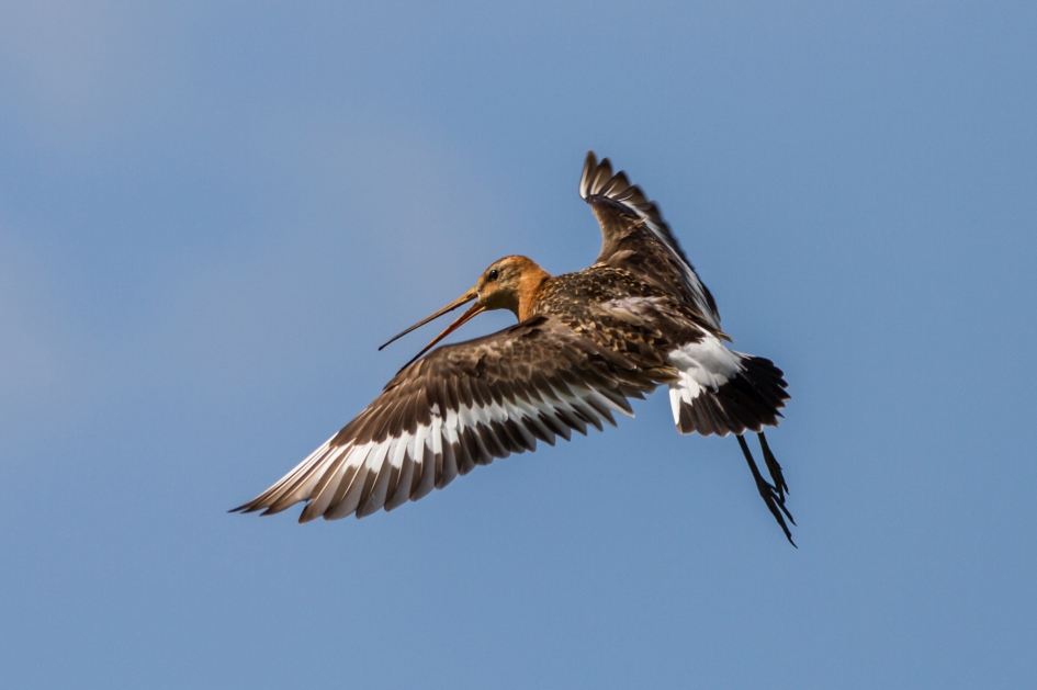 Grutto is niet blij met onze aanwezigheid - Vogels - Grutto