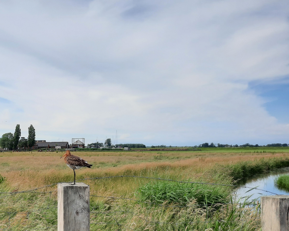 Grutto met 1 poot - Vogels - Grutto
