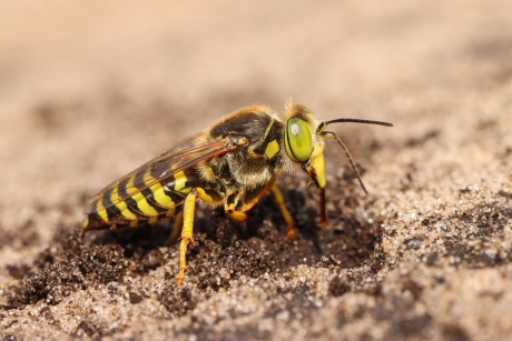Harkwesp graaft in nat zand