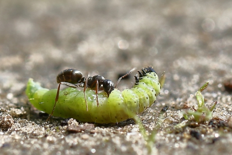 het verhaal achter de mier en de rups -foto 2 van 3-