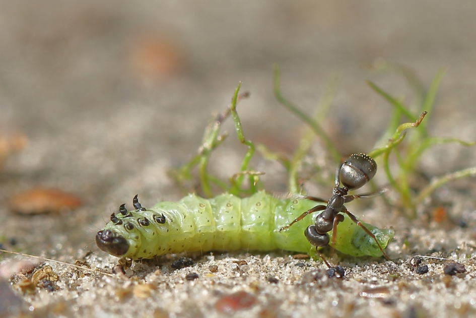 het verhaal achter de mier en de rups -foto 3 van 3- - Geleedpotigen - grauwzwarte renmier en groene eikenbladroller