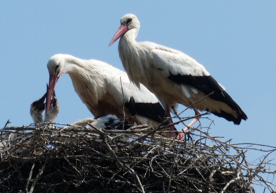 Het voeren van de jonge ooievaars - Vogels - Ooievaar