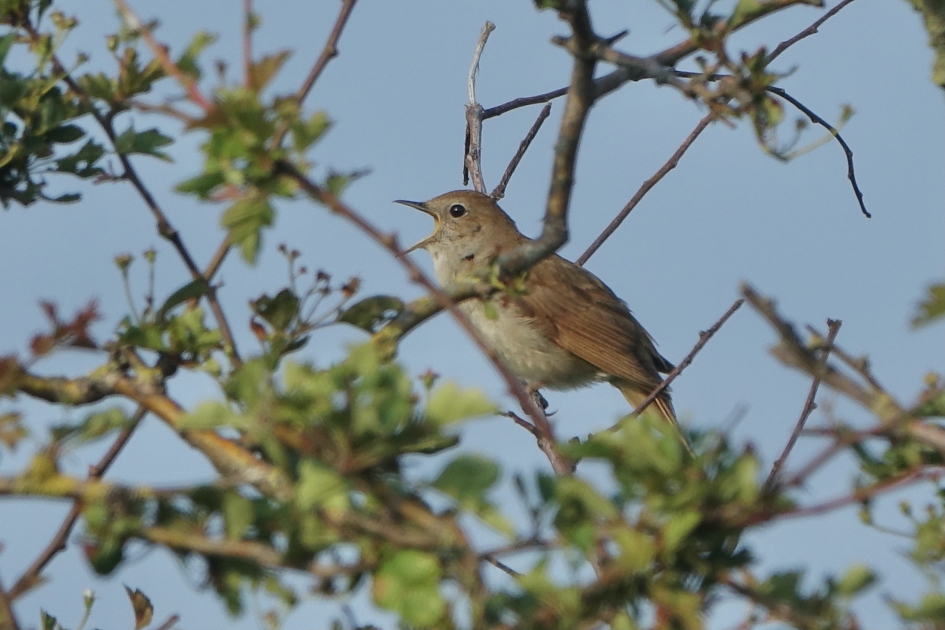 Hij laat zich nog steeds horen - Vogels - Nachtegaal