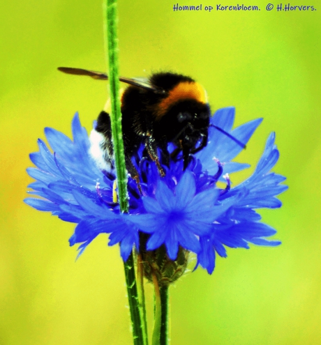 Hommel op Korenbloem.