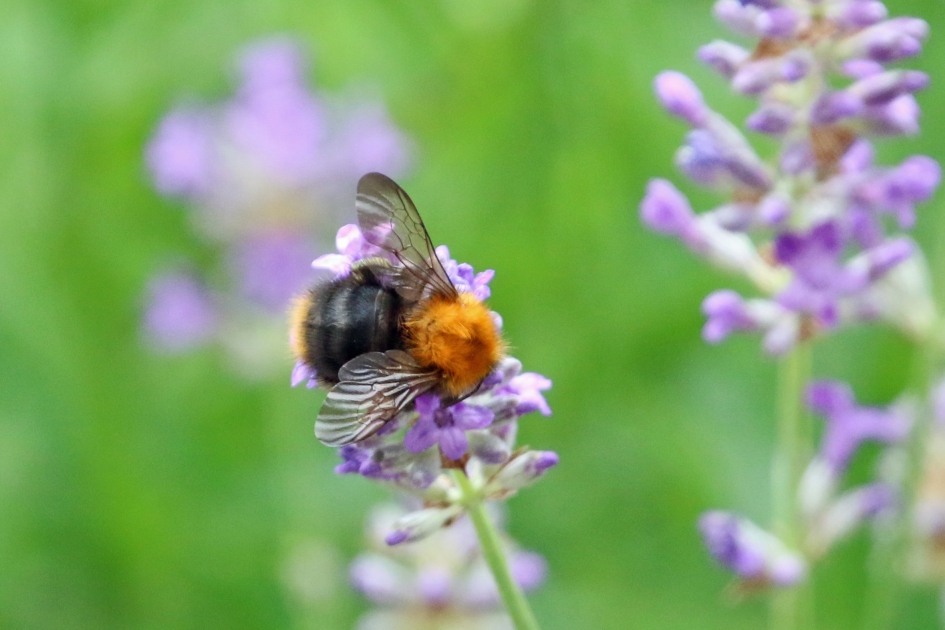 Hommel op lavendel - Geleedpotigen - 