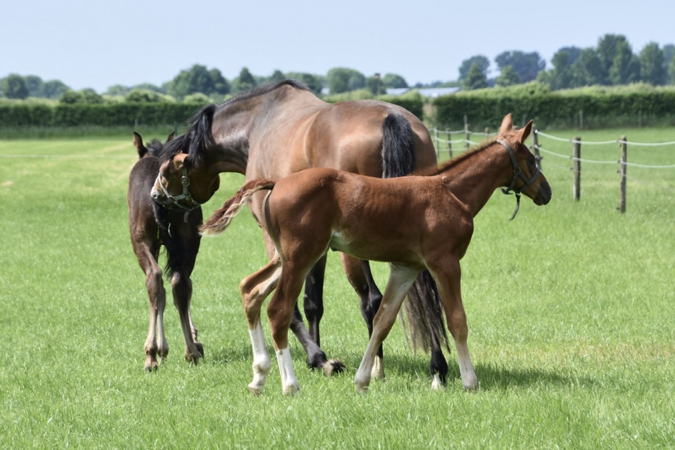 Hoog op de benen - Zoogdieren - 