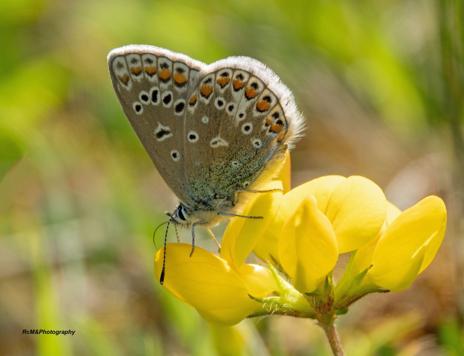 Icarusblauwtje. - Geleedpotigen - Icarusblauwtje.