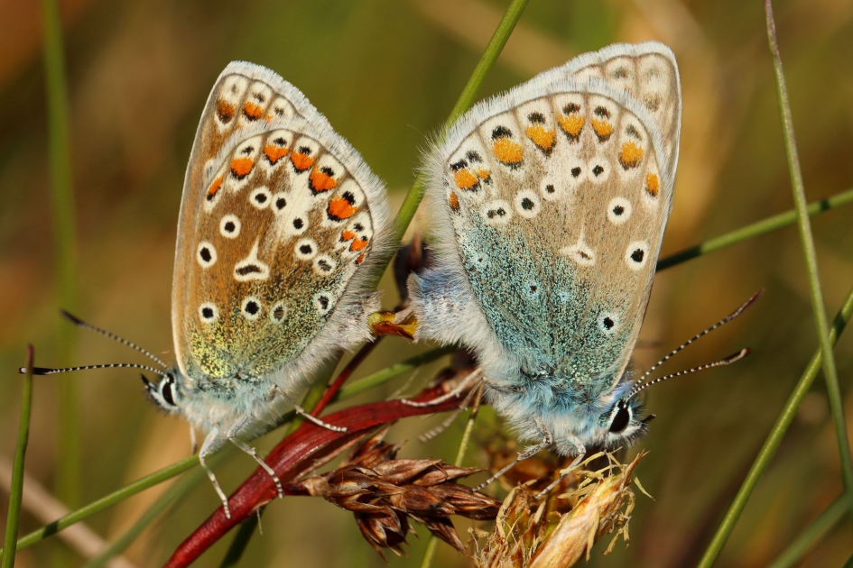 Icarusblauwtjes - Geleedpotigen - Icarusblauwtje