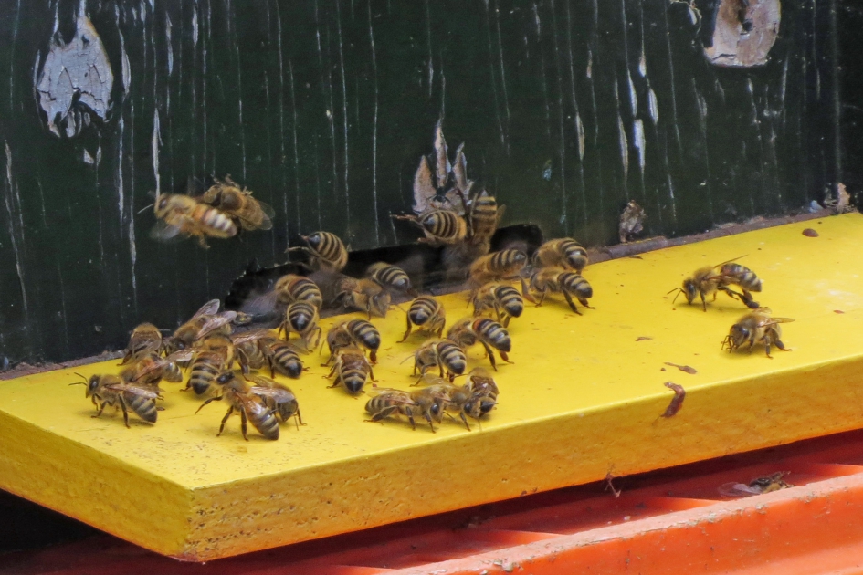 IJverige bijtjes - Geleedpotigen - 