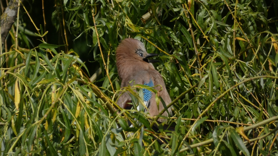 Ik schrik me rot! - Vogels - Vlaamse Gaai