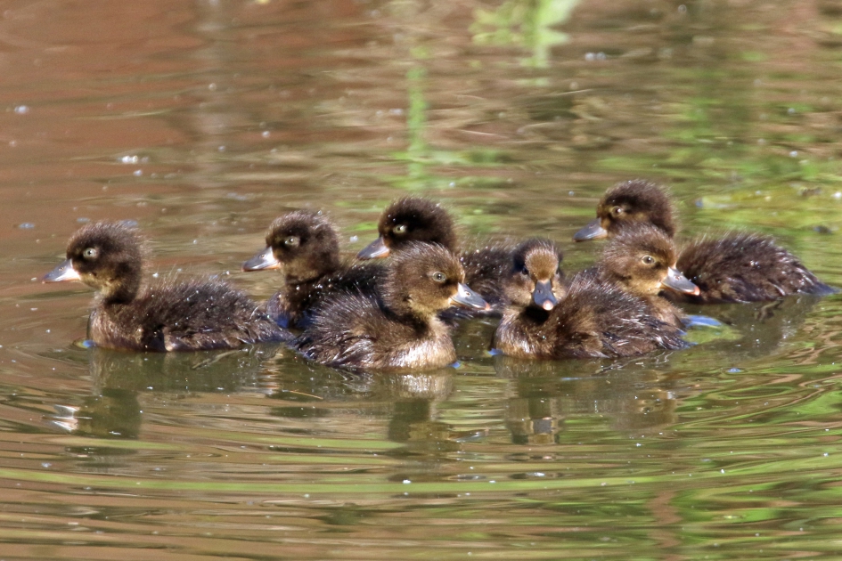 Jong grut (1) - Vogels - 