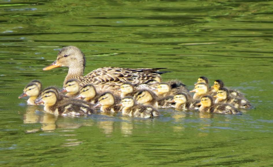 Jong grut (2) - Vogels - 