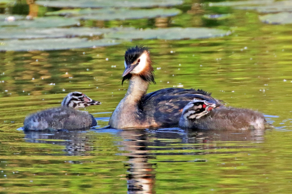 Jong grut (4) - Vogels - 