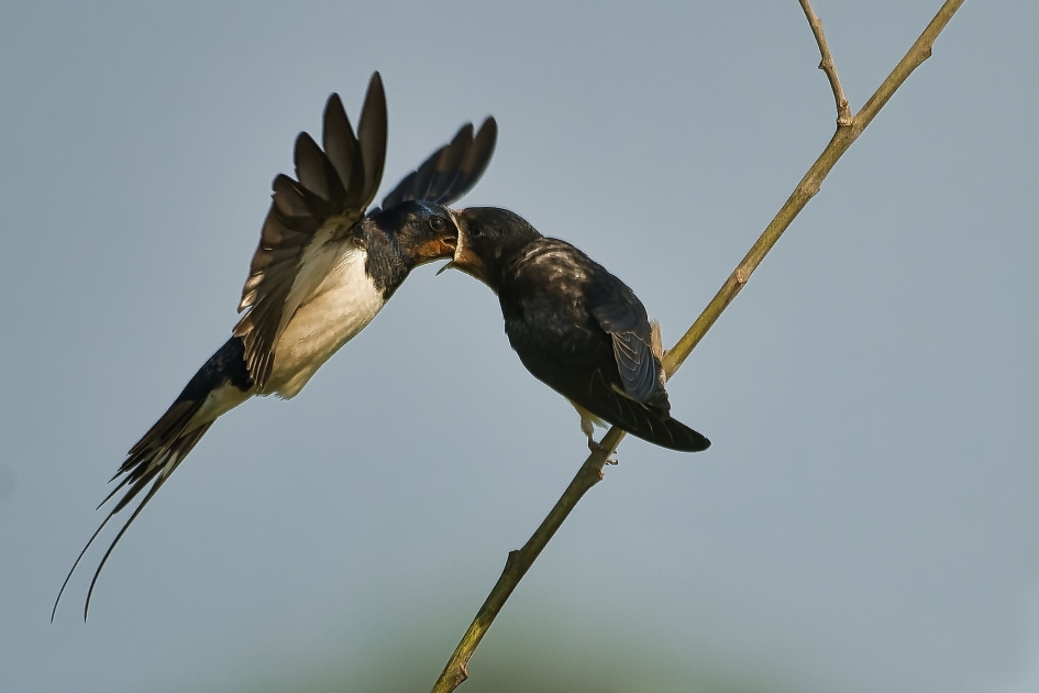 jonge boerenzwaluw wordt gevoederd - Vogels - boerenzwaluw