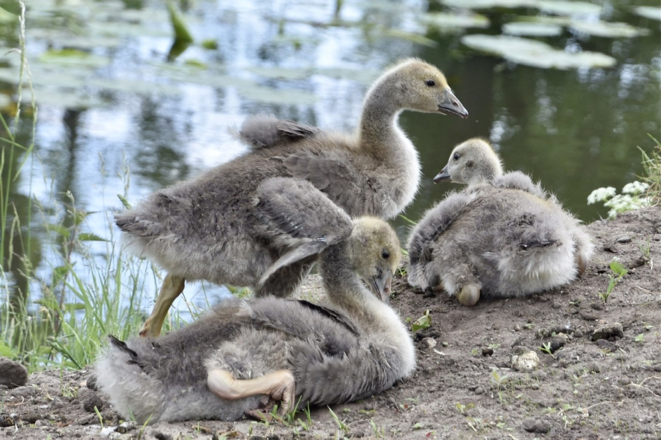 Jonge Canadese gansjes - Vogels - 
