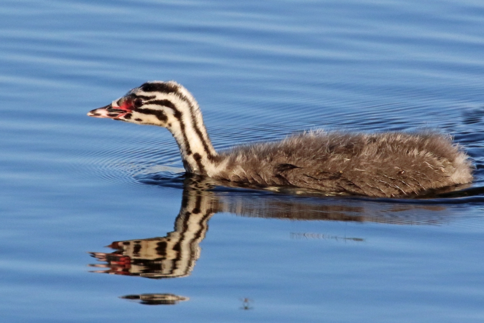 Jonge fuut - Vogels - 