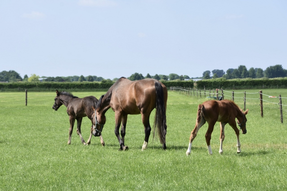Jonge veulens - Zoogdieren - 