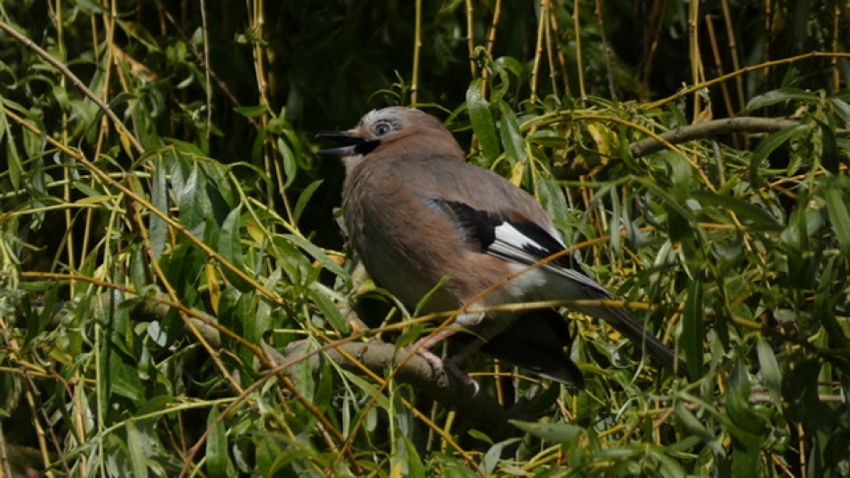Jonge Vlaamse Gaai - Vogels - Vlaamse Gaai