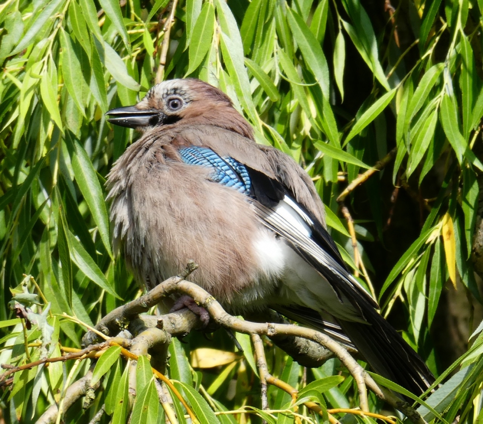 Jonge Vlaamse Gaai - Vogels - Vlaamse Gaai