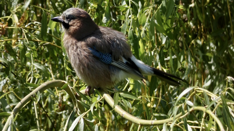 Jonge Vlaamse Gaai - Vogels - Vlaamse Gaai