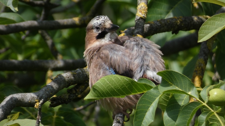Jonge Vlaamse Gaai - Vogels - Vlaamse Gaai