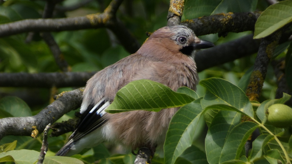 Jonge Vlaamse Gaai - Vogels - Vlaamse Gaai