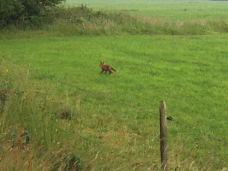Jonge vos in Wijnjeterperschap (Frl.)