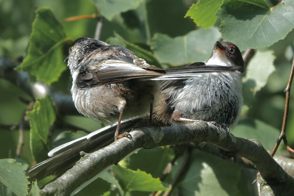 Jonge zonaanbidders - Vogels - Staartmees