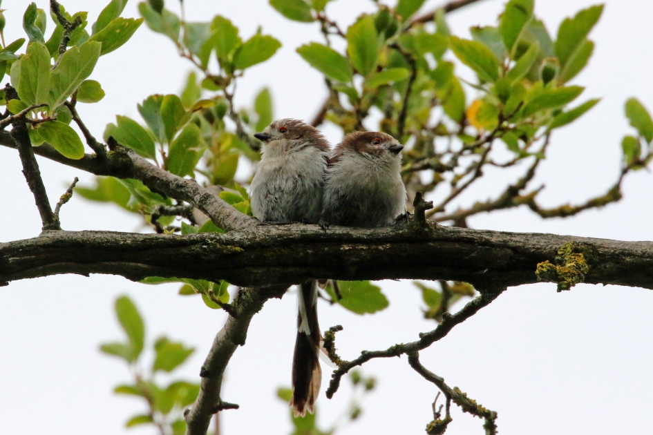 Jut en Jol - Vogels - 