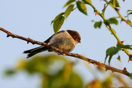 Juveniele staartmees