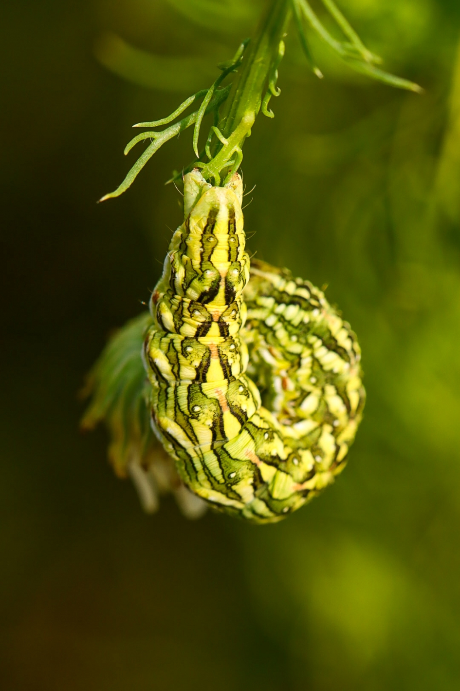 Kamillevlinder, rups - Geleedpotigen - Kamillevlinder