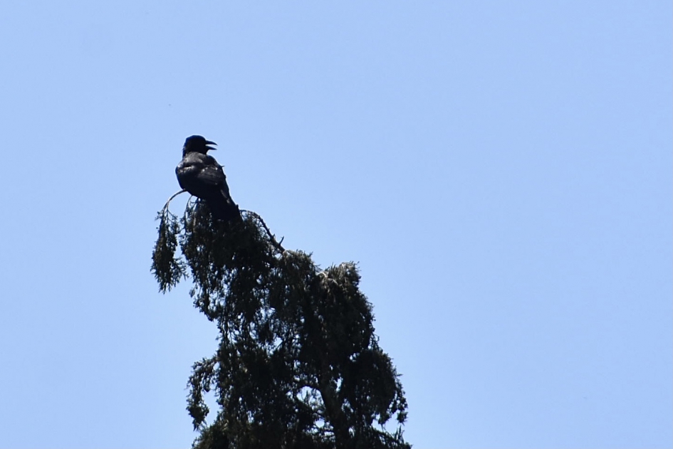 Kauw in top - Vogels - 