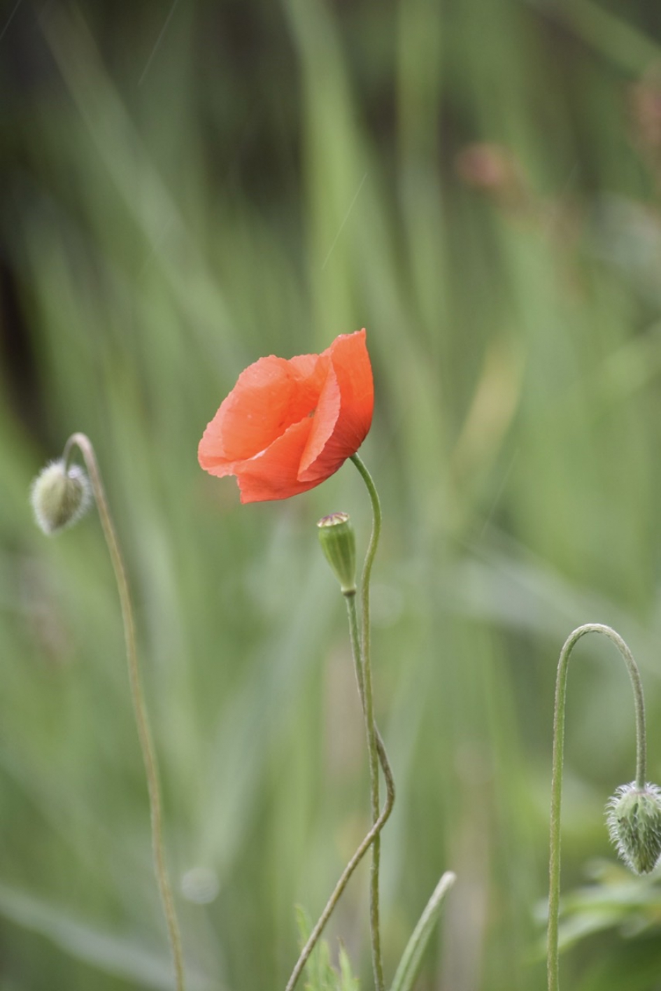 Klaproos - Planten - 