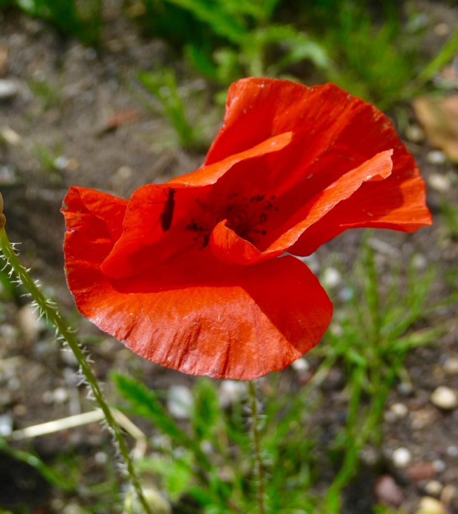 Klaproos - Planten - 