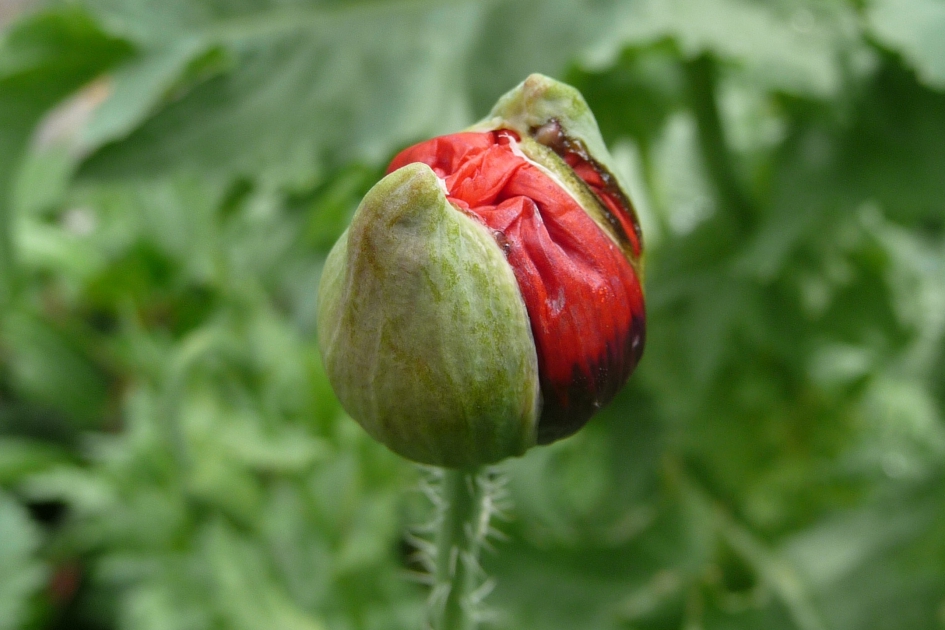 Klaproos in knop - Planten - 