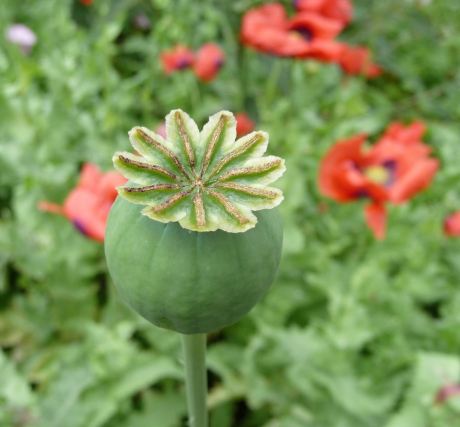 Papaver uitgebloeid