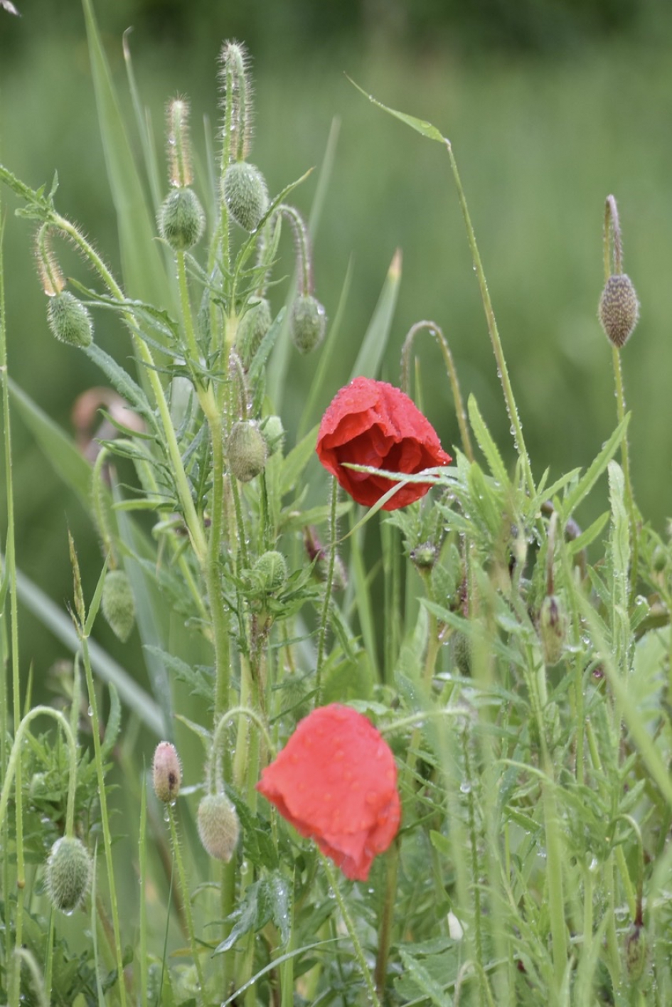 Klaprozen na een regenbui! - Planten - 