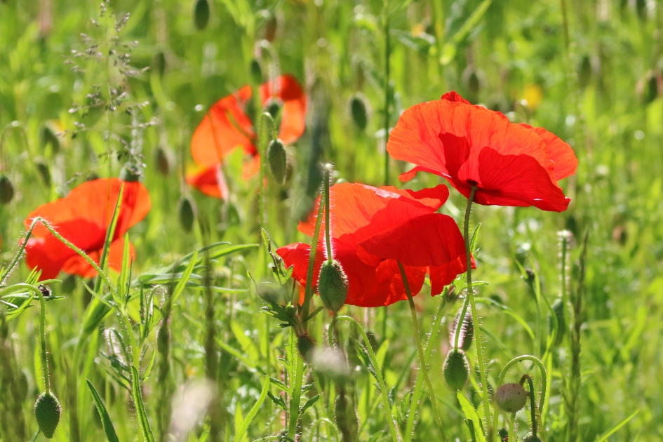 Klaprozen - Planten - 