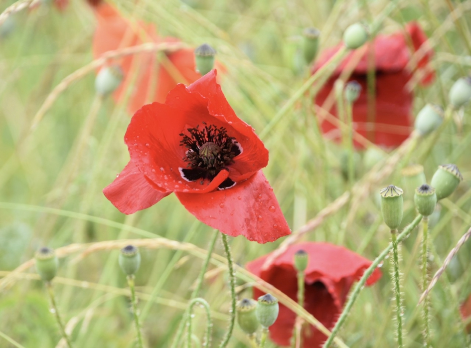 Klaprozen - Planten - 