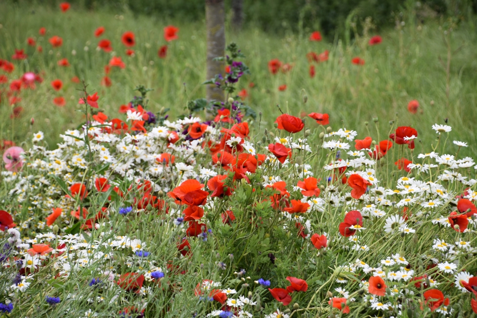 Klaprozen en margrieten - Planten - 