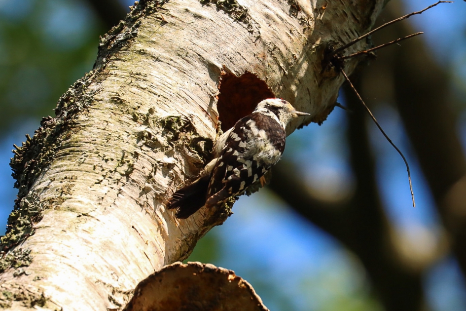 Kleine bonte specht - Vogels - Kleine bonte specht