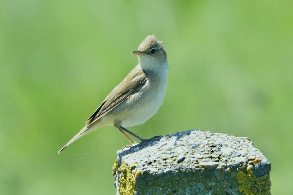 Kleine Karekiet - Vogels - Kleine Karekiet