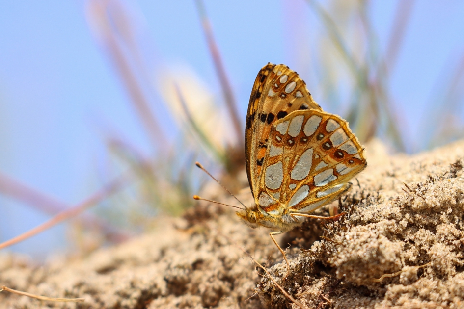 Kleine parelmoervlinder - Geleedpotigen - Kleine parelmoervlinder