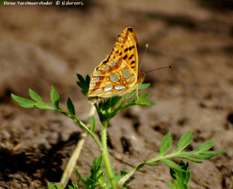 Kleine Parelmoervlinder