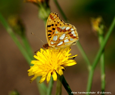 Kleine Parelmoervlinder