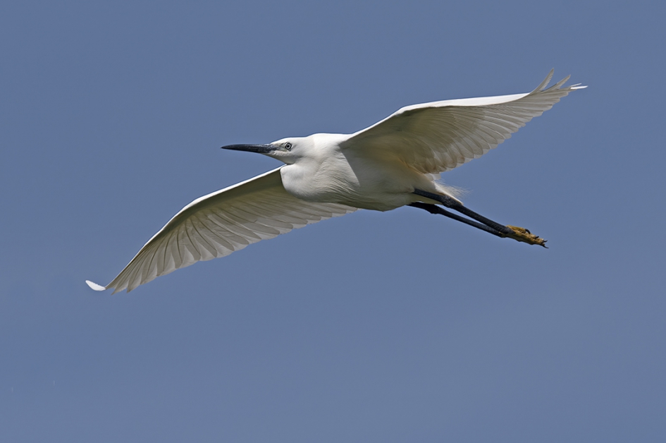 kleine zilverreiger - Vogels - Kleine zilverreiger