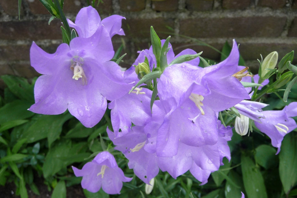 Perzikklokje - Planten - 