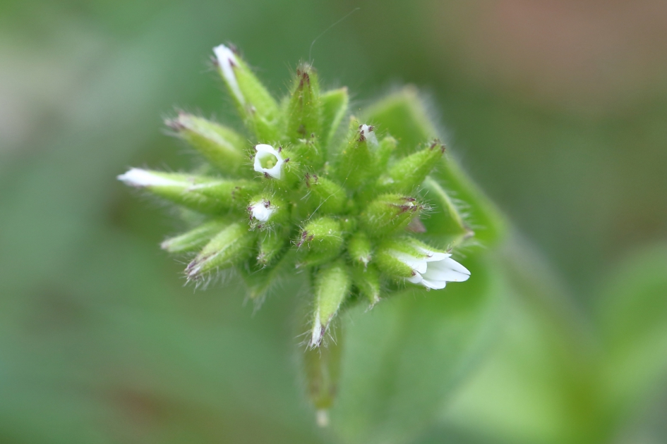 kluwenhoornbloem - Planten - kluwenhoornbloem